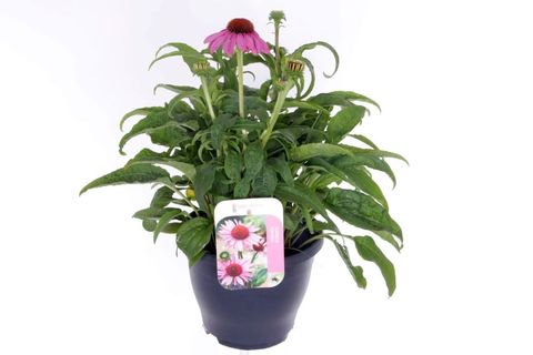 Echinacea SOMBRERO ROSE