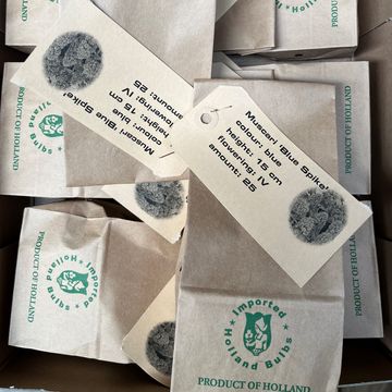 Muscari armeniacum 'Blue Spike'