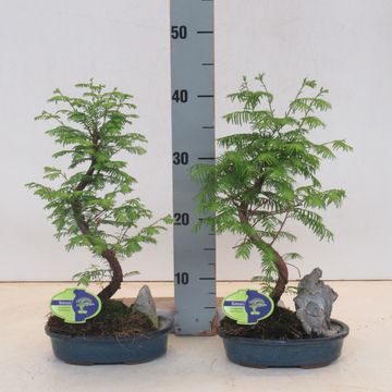 Metasequoia glyptostroboides