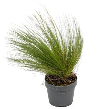 Stipa tenuissima 'Ponytails'