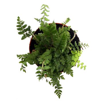Polystichum makinoi