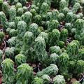 Peperomia columella