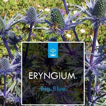 Eryngium x zabelii 'Big Blue'