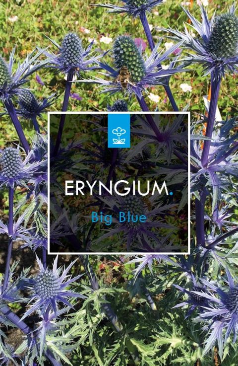 Eryngium x zabelii 'Big Blue'