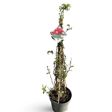 Chaenomeles speciosa 'Scarlet Storm'