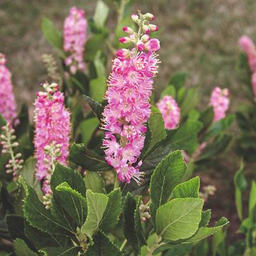Clethra alnifolia 'Ruby Spice'