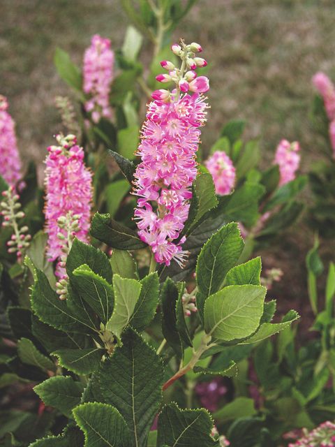 Clethra alnifolia 'Ruby Spice'