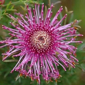 Isopogon formosus
