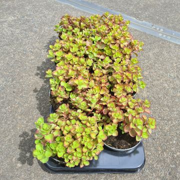 Sedum spurium 'Fuldaglut'