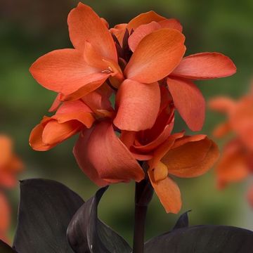 Канна 'Cannasol Happy Wilma'