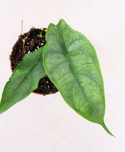 Alocasia heterophylla 'Dragon's Breath'