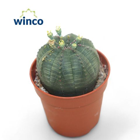 Euphorbia obesa