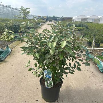 Elaeagnus x ebbingei 'Compacta'