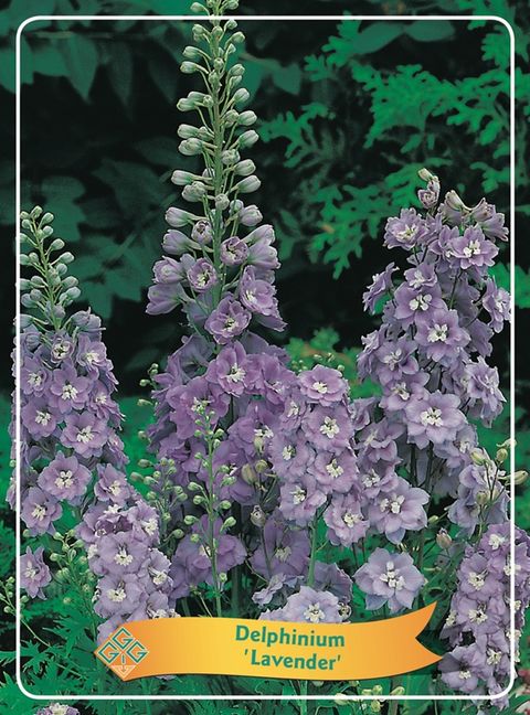 Delphinium 'Aurora Lavender'