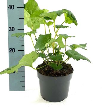 Anemone hupehensis 'September Charm'