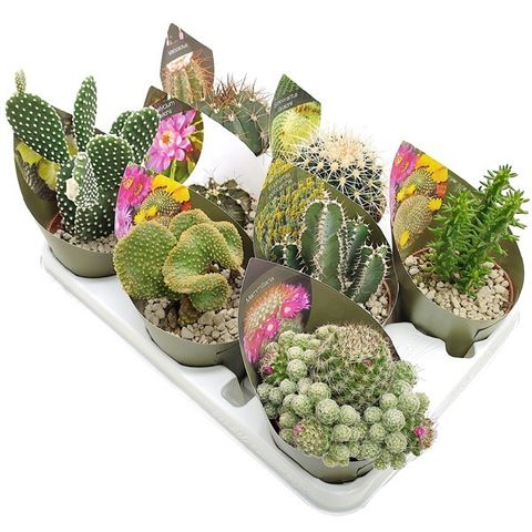 Cactus MIX — Plant Wholesale FlorAccess