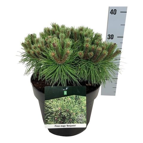 Pinus mugo 'Benjamin'