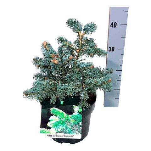 Abies lasiocarpa 'Compacta'