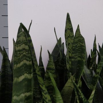 Sansevieria trifasciata 'Black Coral'