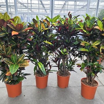 Codiaeum variegatum MIX