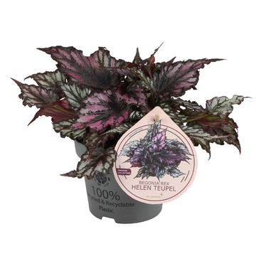 Begonia 'Helen Teupel'