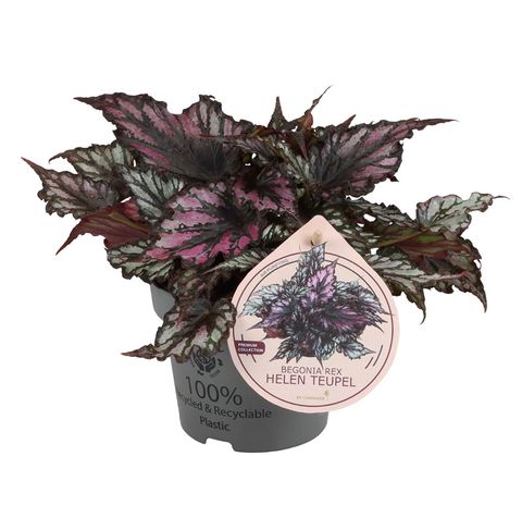 Begonia 'Helen Teupel'