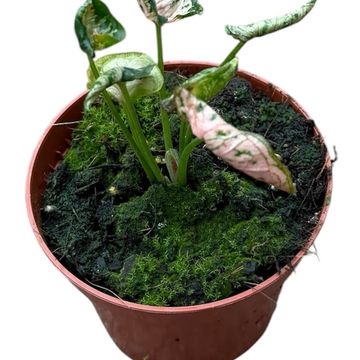Syngonium 'Pink Rolli'