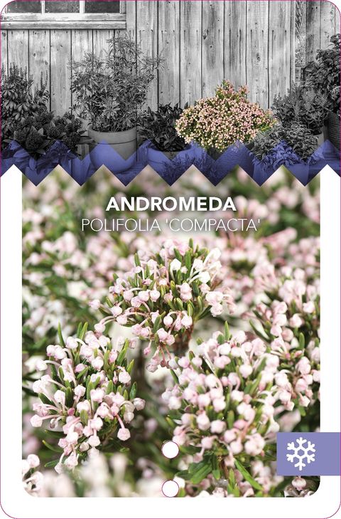 Andromeda polifolia 'Compacta'