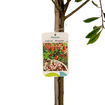 Photinia x fraseri CARRÉ ROUGE