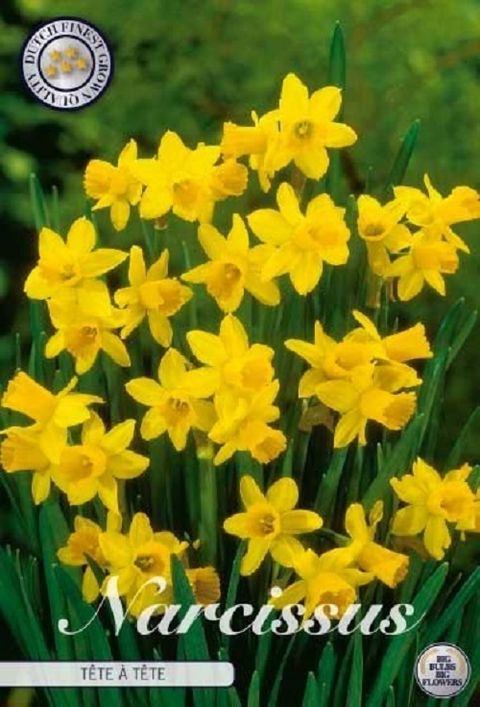 Narcissus 'Tête-à-Tête'