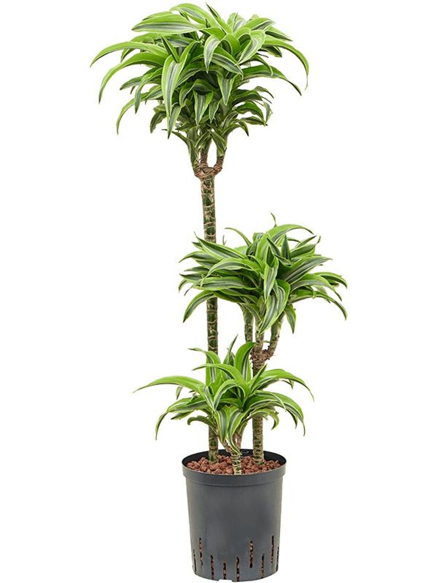 hanging plant hardware Plant Hanging Kit