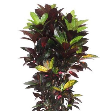 Codiaeum variegatum 'Mrs Iceton'