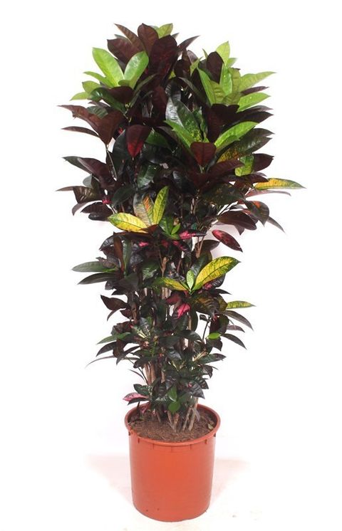 Codiaeum variegatum 'Mrs Iceton'