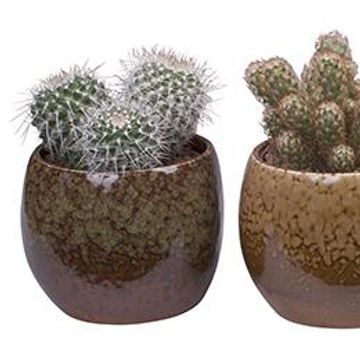 Cactus MIX