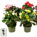 Begonia ELATIOR MIX