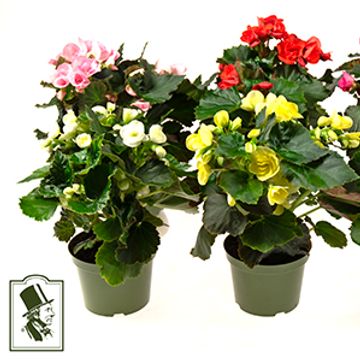Begonia ELATIOR MIX