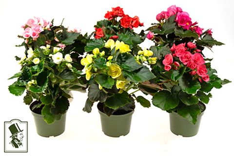 Begonia ELATIOR MIX