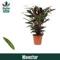 Calathea rufibarba 'Wavestar'