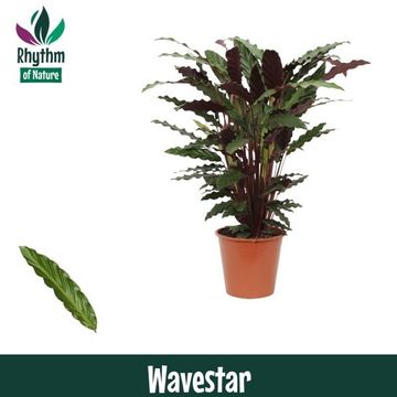 Calathea rufibarba 'Wavestar'