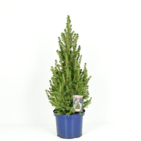 Picea glauca 'Коника'