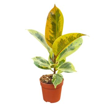 Ficus elastica 'Shivereana'