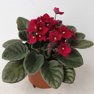 Saintpaulia 'Maxi Jessica'