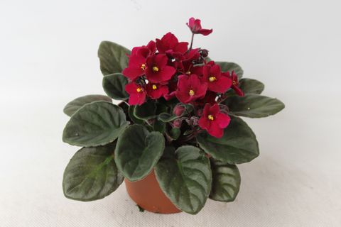 Saintpaulia 'Maxi Jessica'