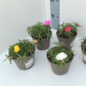 Portulaca grandiflora 'Happy Hour MIX'