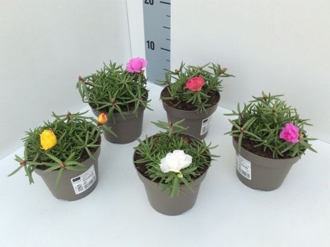 Portulaca grandiflora 'Happy Hour MIX'