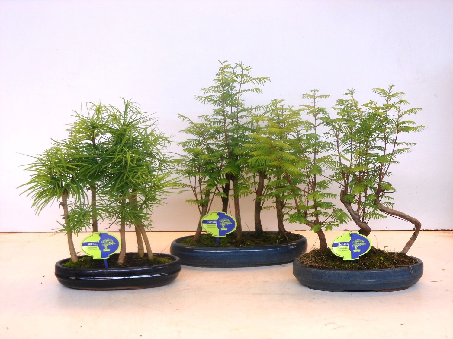 Bonsai MIX — Plant Wholesale FlorAccess