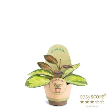 Hoya Lisa