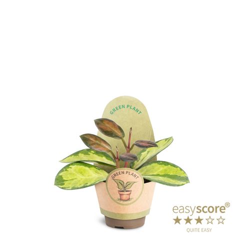 Hoya Lisa