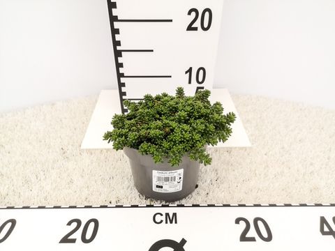 Sedum album 'Coral Carpet'