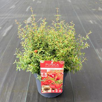 Punica granatum 'Unica'